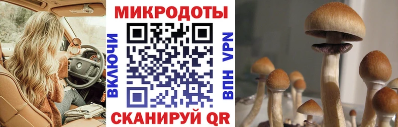 купить   Пучеж  Псилоцибиновые грибы Psilocybe 